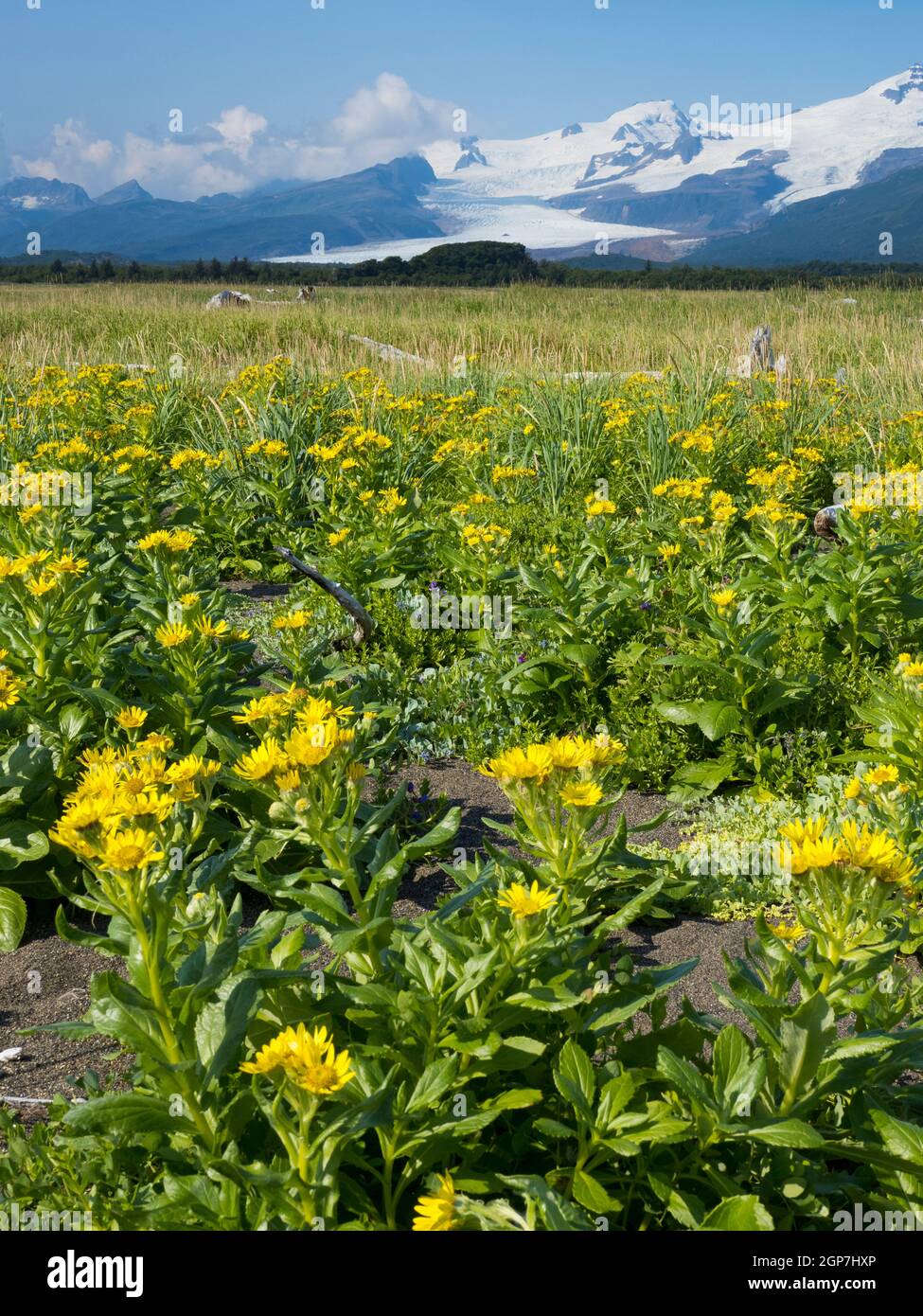 Hallo Bay, Katmai National Park, Alaska. Stockfoto