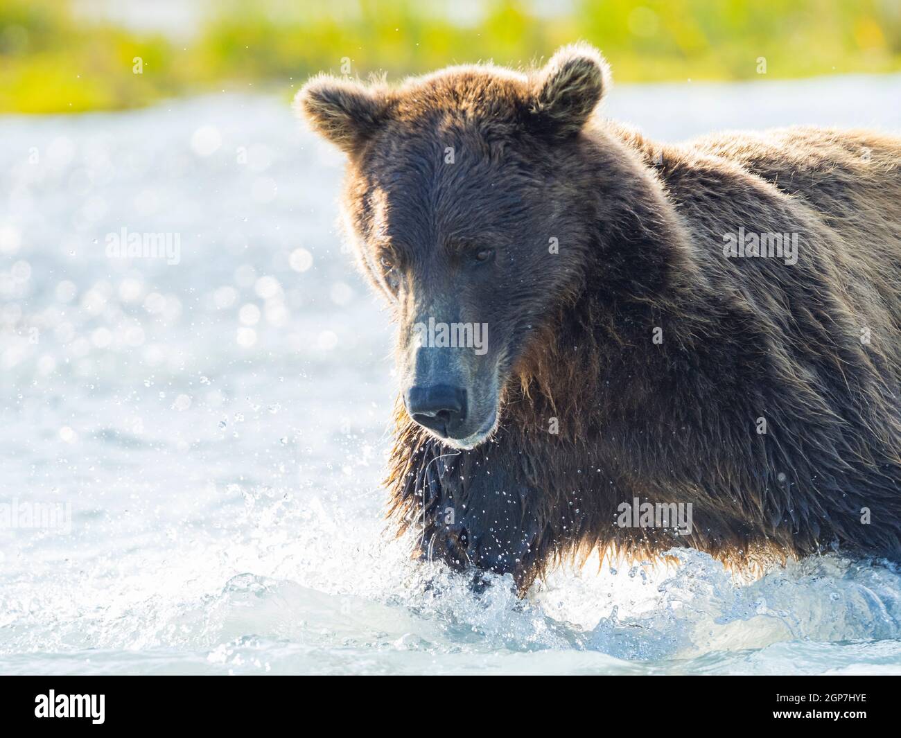 Ein Braunbär oder Grizzly Bear, Kukak Bay, Katmai National Park, Alaska. Stockfoto