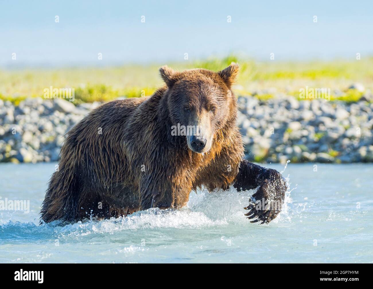 Ein Braunbär oder Grizzly Bear, Kukak Bay, Katmai National Park, Alaska. Stockfoto