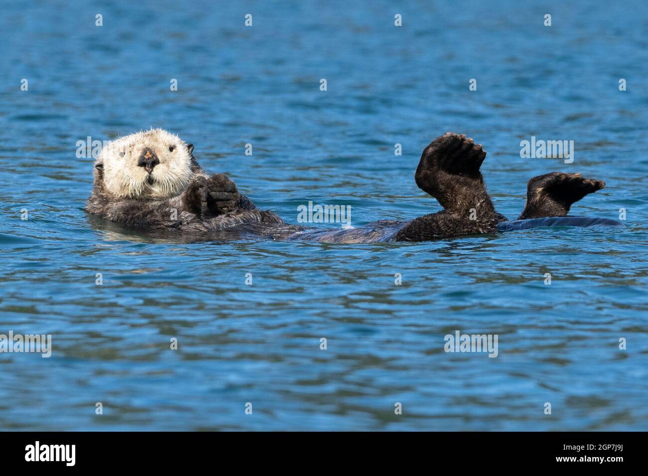 Sea Otter, Kodiak, Alaska. Stockfoto