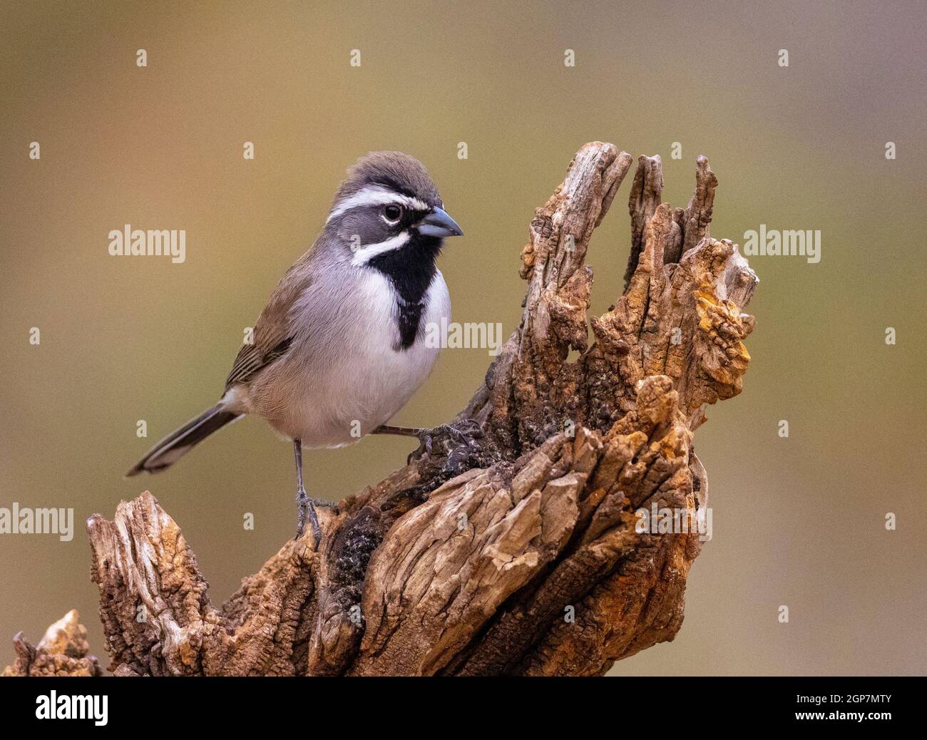 Black-Throated Sparrow, Marana, in der Nähe von Tucson, Arizona. Stockfoto