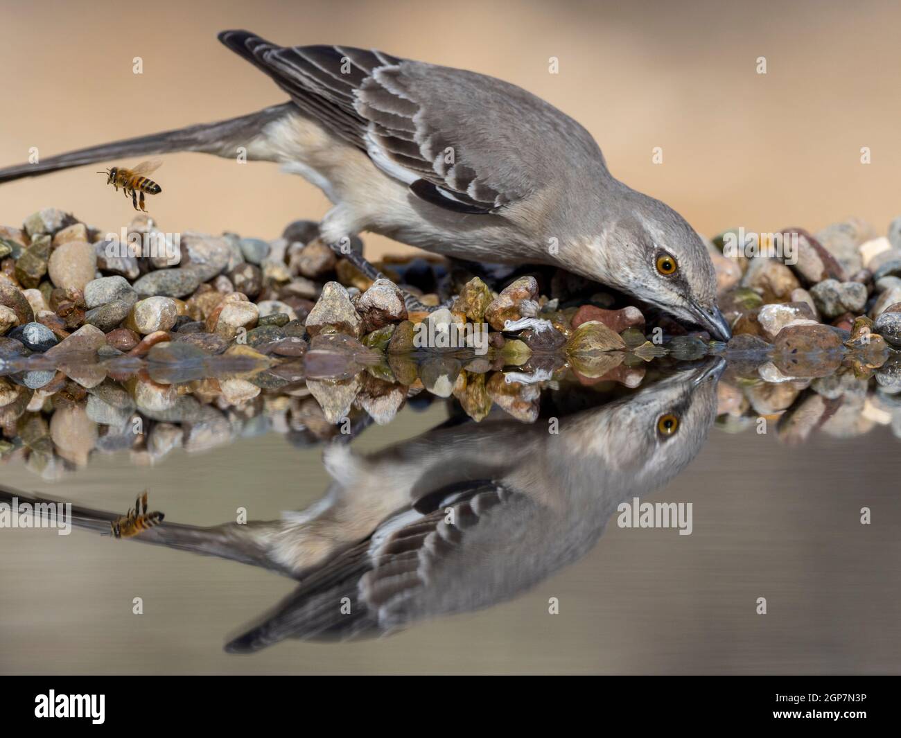 Northern Mockingbird, Marana, in der Nähe von Tucson, Arizona. Stockfoto