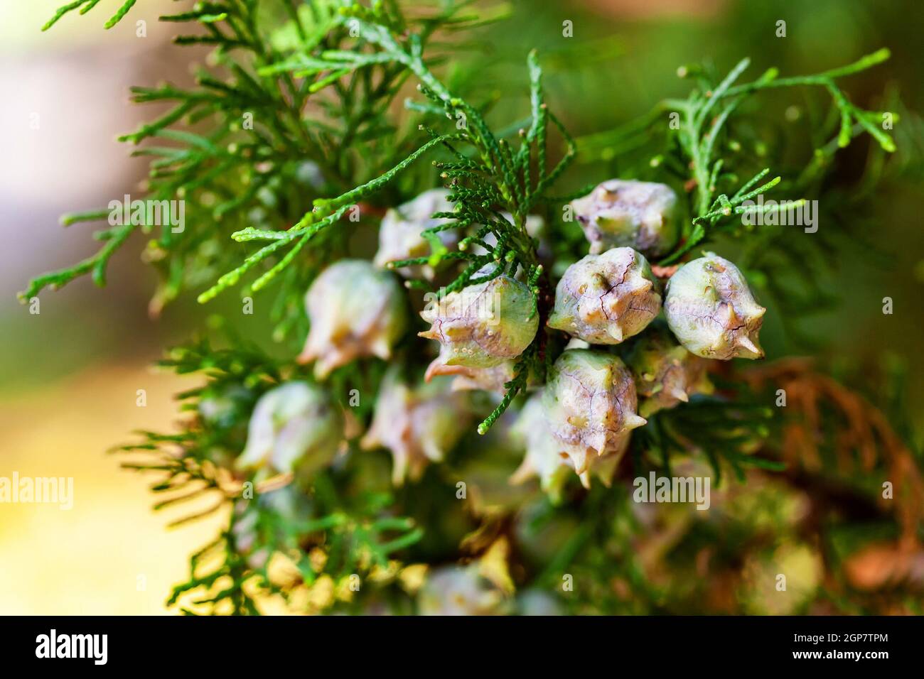 Phönizische Wacholder - Juniperus Phoenicea schießt mit neuen weiblichen Zapfen Stockfoto