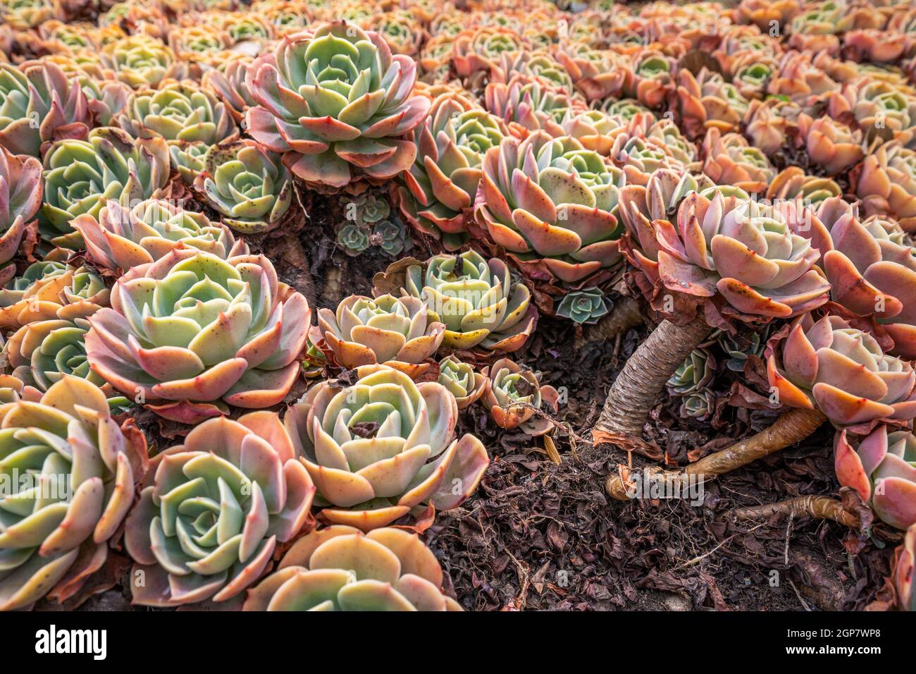 Sukkkkkulente Blumen in einem Garten Stockfoto