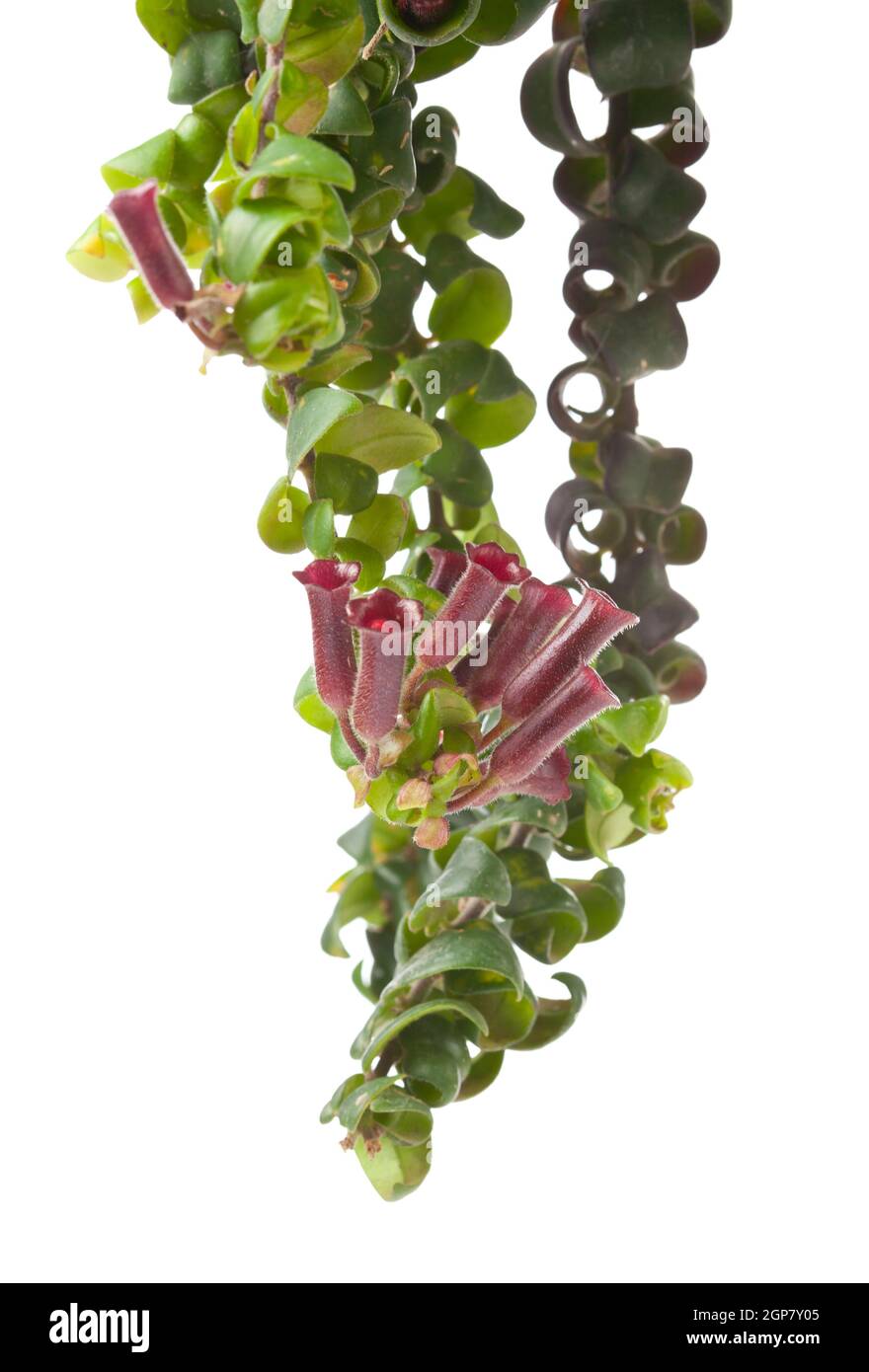 Isolierte Blume - Aeschynanthus Caroline Stockfoto