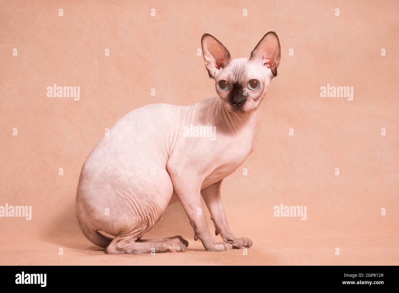 Haarlose sphynx Katze siting mit schwarzer Nase auf beigem Hintergrund Im Studio drinnen Stockfoto