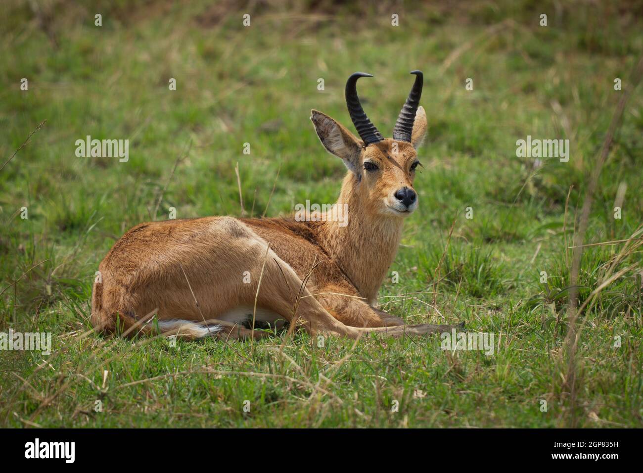 Bohor Reedbuck - Redunca redunca Antilope aus Zentralafrika, Tier unter der Gattung Redunca und in der Familie Bovidae, brauner mittelgroßer antel Stockfoto