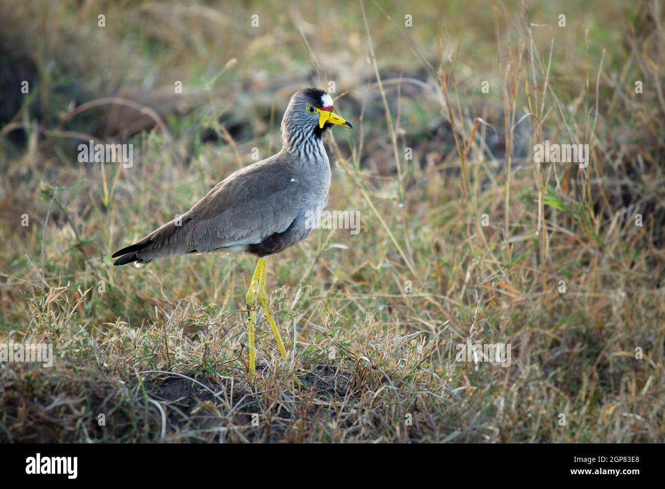 African watled kiebitz - Vanellus senegallus auch Senegal wattscher, großer graubrauner Watvögel in der Familie Charadriidae, residenter Züchter in su Stockfoto