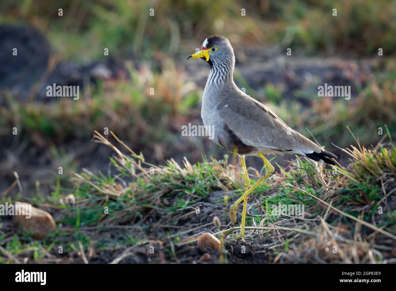 African watled kiebitz - Vanellus senegallus auch Senegal wattscher, großer graubrauner Watvögel in der Familie Charadriidae, residenter Züchter in su Stockfoto