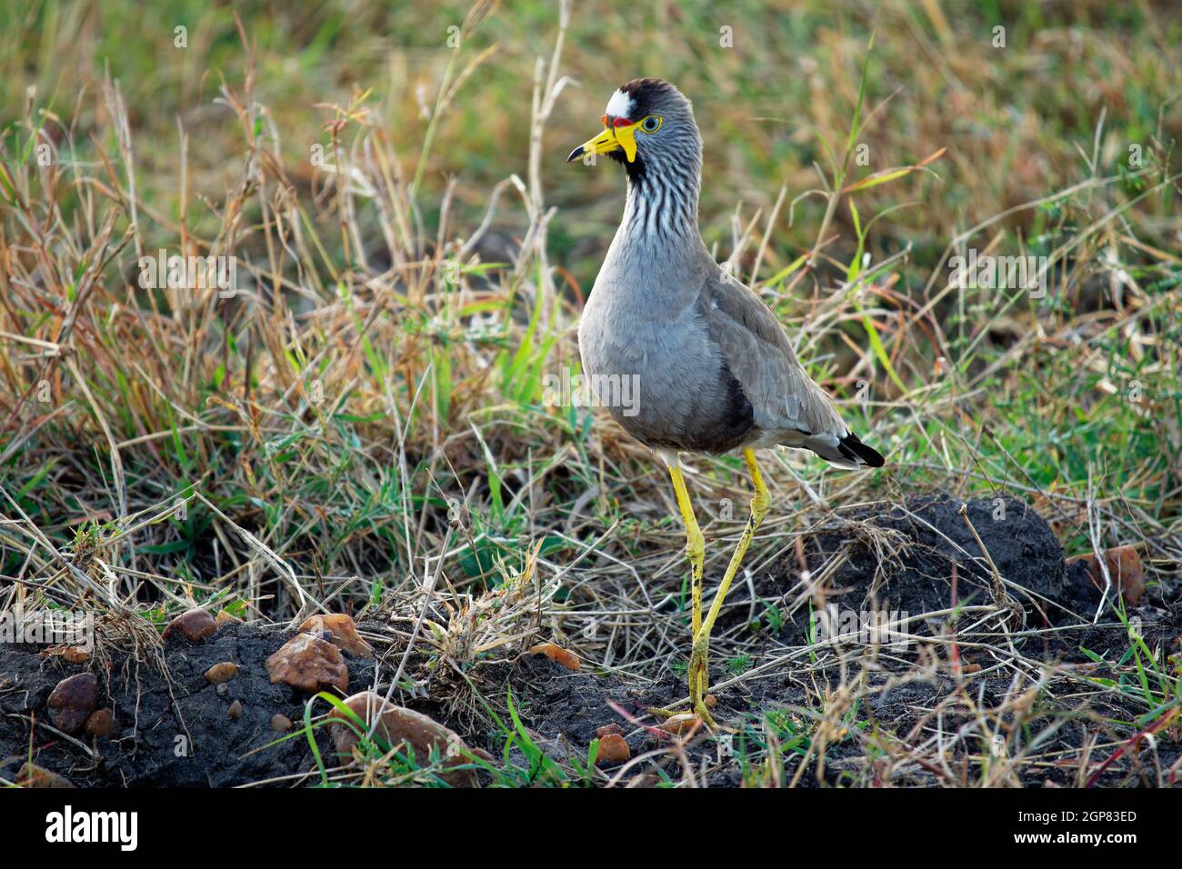 African watled kiebitz - Vanellus senegallus auch Senegal wattscher, großer graubrauner Watvögel in der Familie Charadriidae, residenter Züchter in su Stockfoto