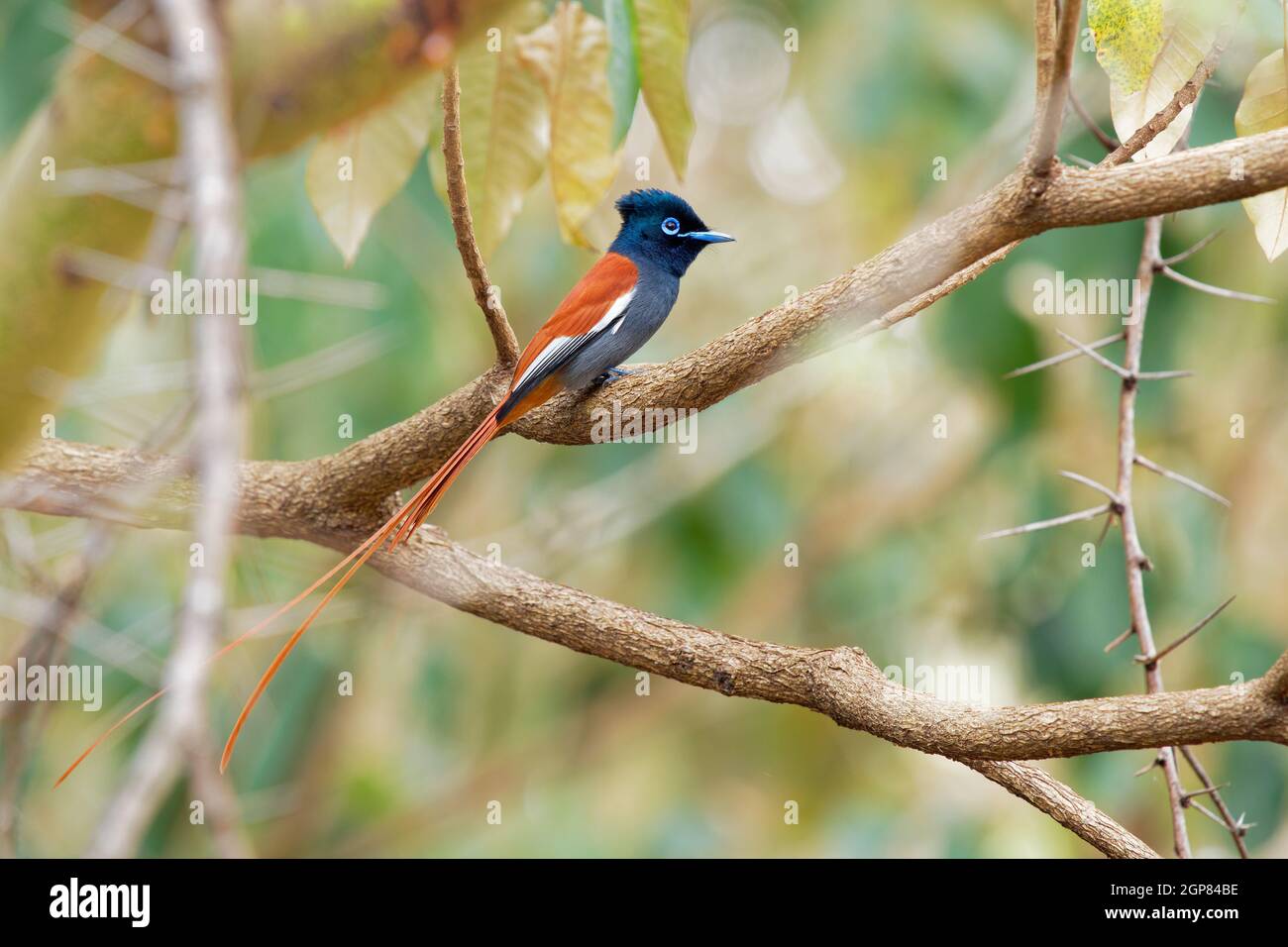 African Paradise-Flycatcher - Terpsiphone viridis ein Singvögel mit sehr langem Schwanz und blauem Auge im Busch, häufiger in Afrika ansässiger Züchter Stockfoto