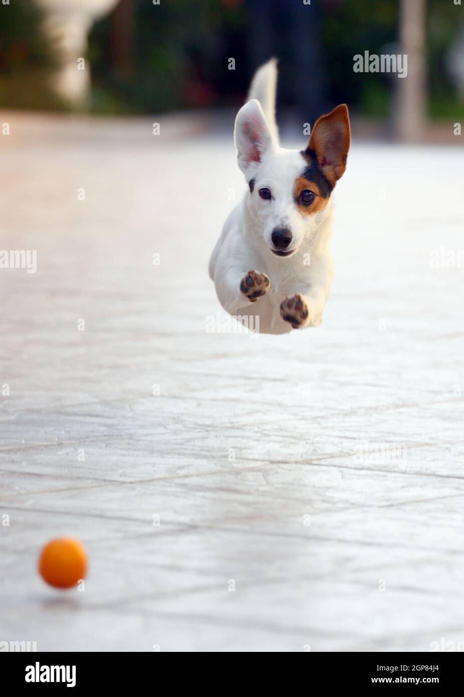 Jumping Jack-Russell-Terrier für geworfenen Ball aport. Stockfoto