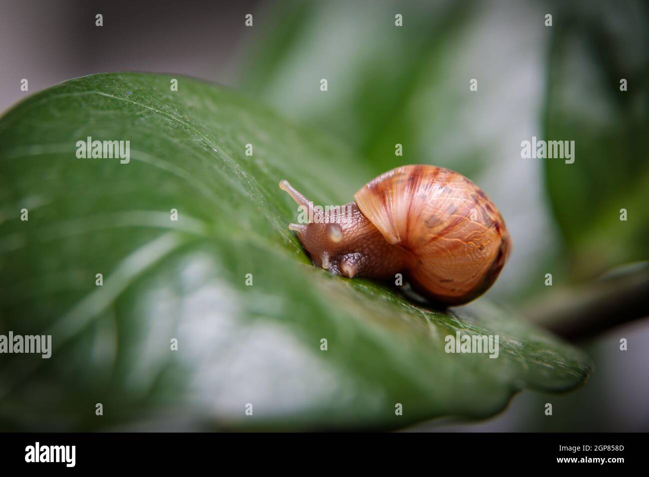 Eine kleine Schnecke sitzt auf einem großen Blatt einer Blume. Nahaufnahme. Stockfoto