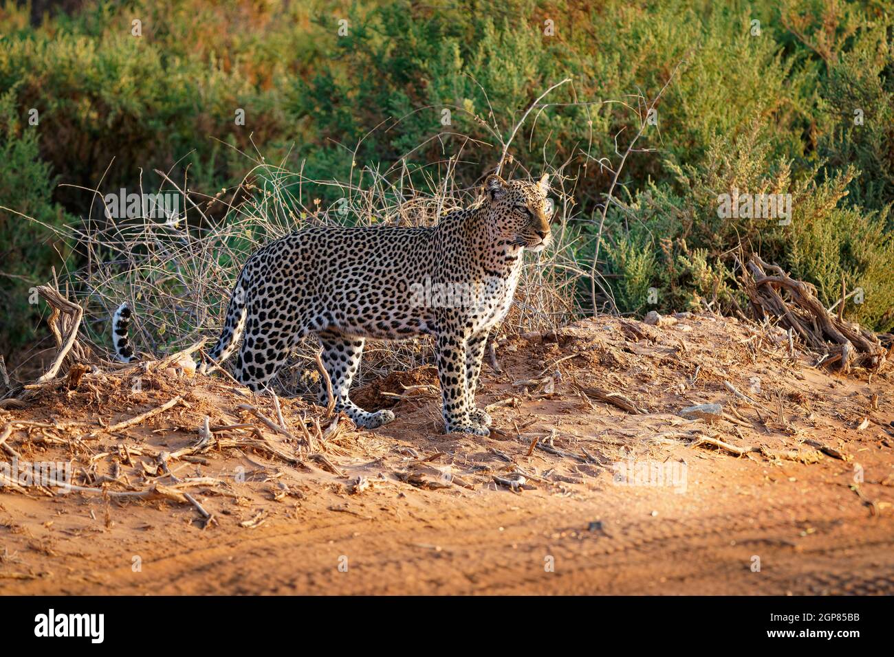 Leopard - Panthera pardus, große gefleckte gelbe Katze in Afrika, Gattung Panthera Katzenfamilie Felidae, Sonnenuntergang oder Sonnenaufgang Porträt im Busch neben dem dus Stockfoto