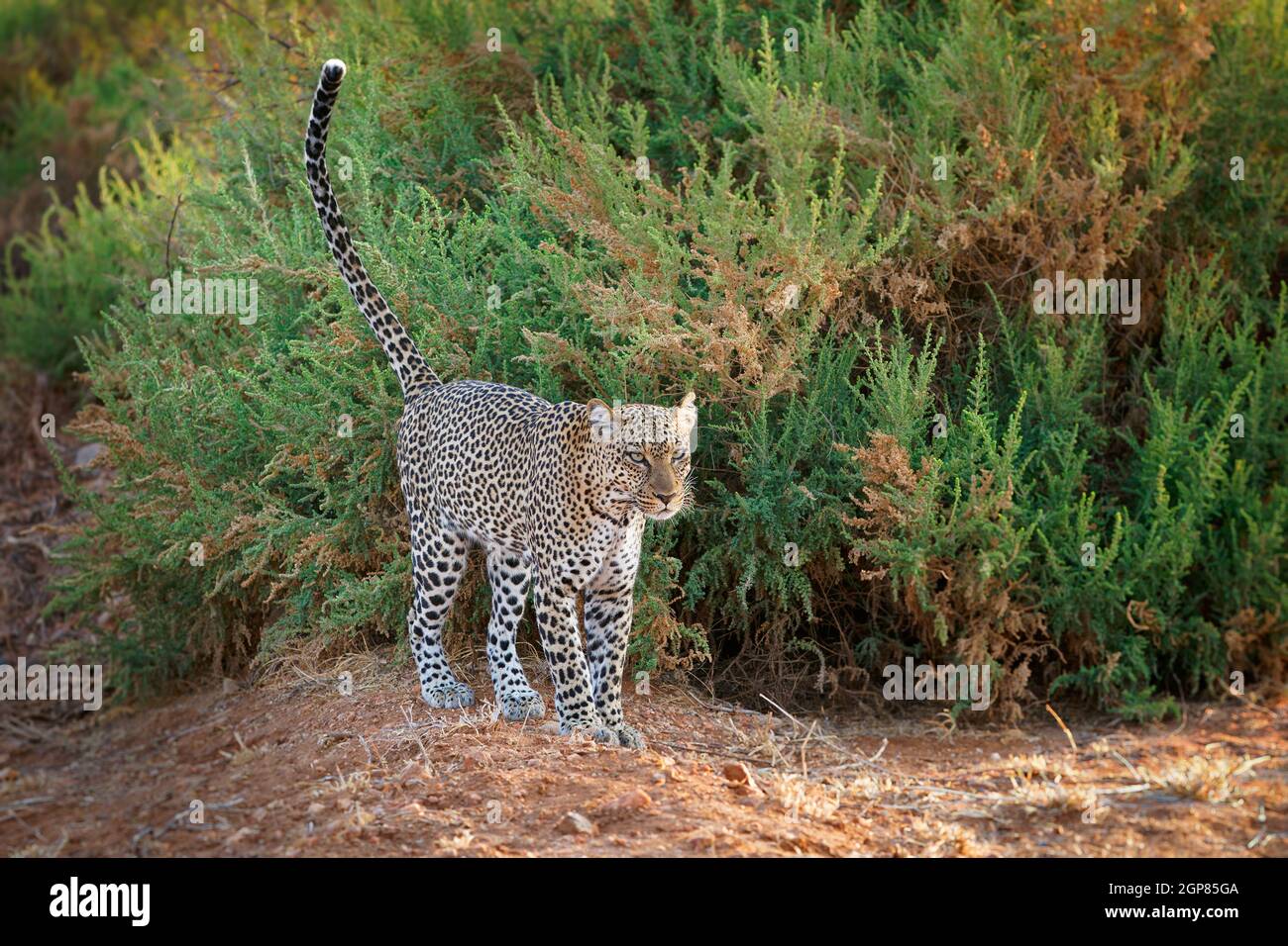 Leopard - Panthera pardus, große gefleckte gelbe Katze in Afrika, Gattung Panthera Katzenfamilie Felidae, Sonnenuntergang oder Sonnenaufgang Porträt im Busch neben dem dus Stockfoto