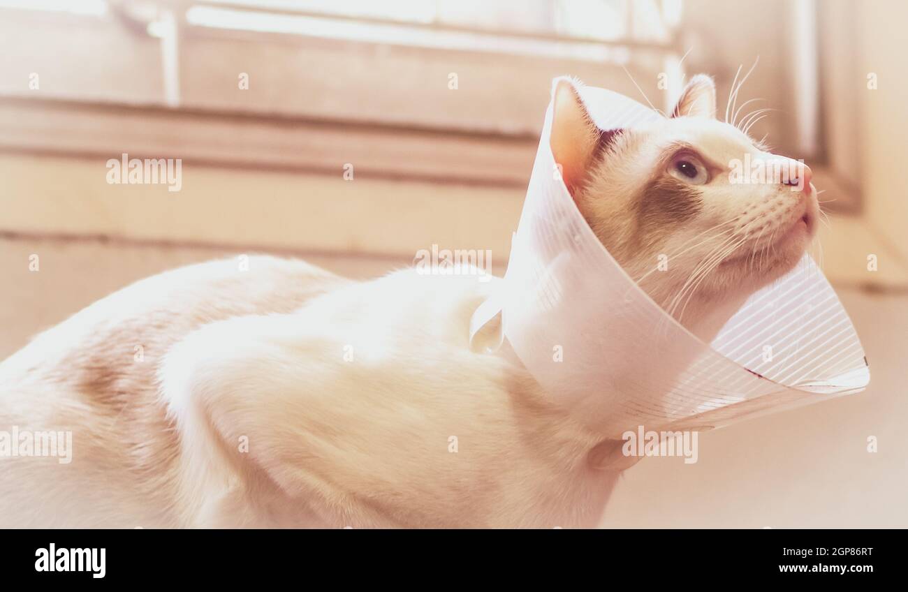 Katze mit Kragen, Katze nach der Operation, Schmerzen bei Katzen, schmerzhafte Haustiere, Collar Cone Translucent Recovery Kunststoff Schutzkragen Anti-Bite Lick Wunde healin Stockfoto