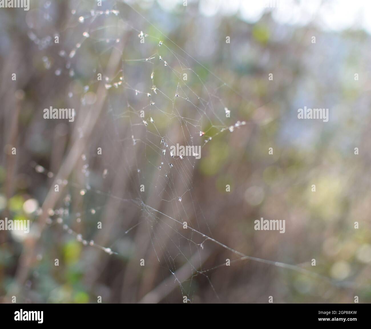 Geflügelten Ameisen im Web. Durch ein Spinnennetz von Ameisen gefangen Stockfoto