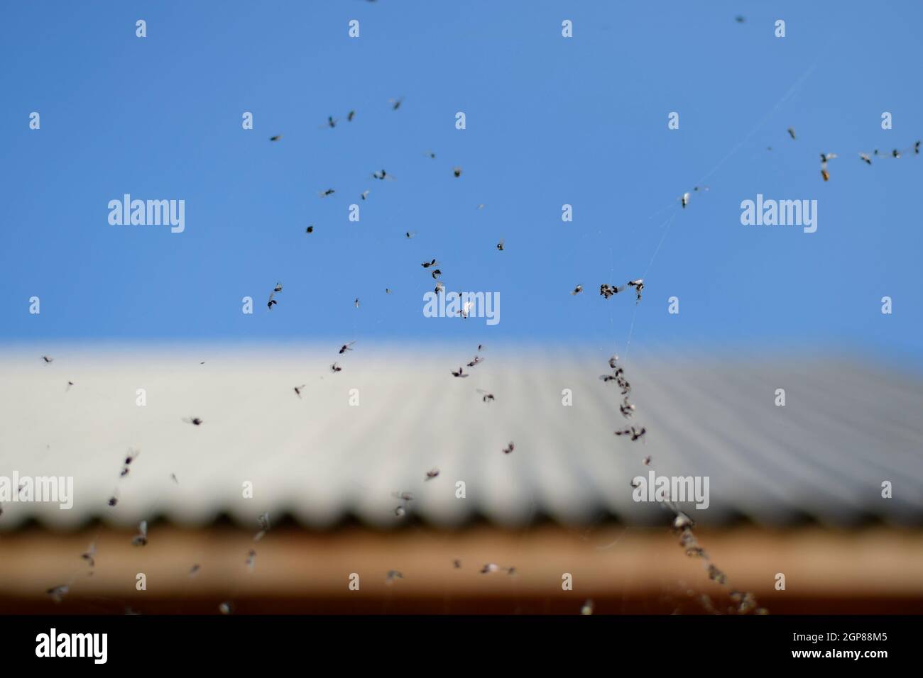 Geflügelten Ameisen im Web. Durch ein Spinnennetz von Ameisen gefangen Stockfoto