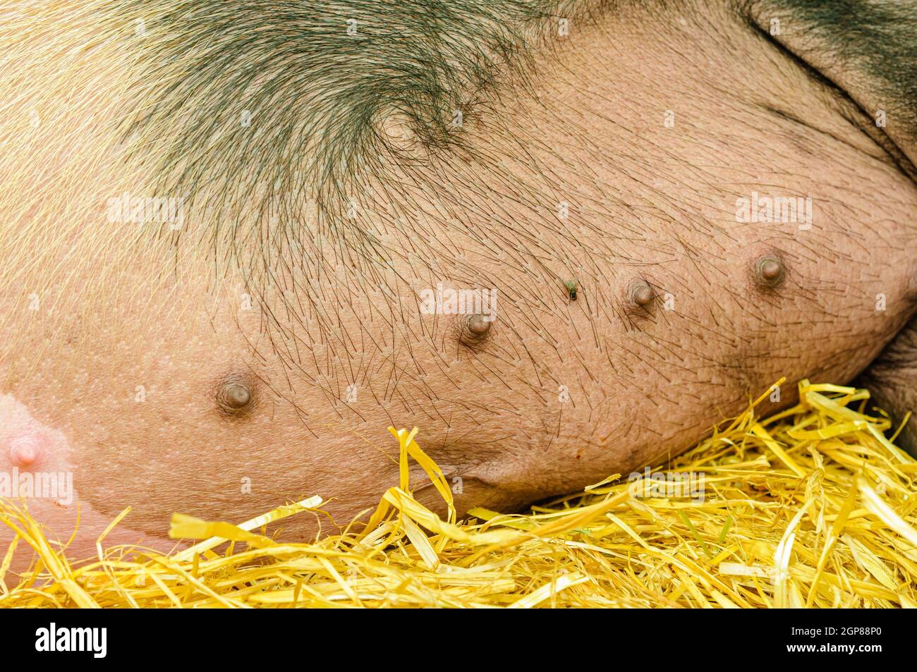Brustwarzen auf dem Bauch einer Sau yorkshire Schwein. Stockfoto