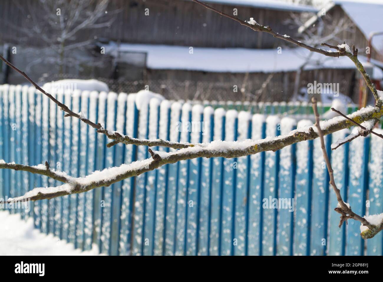 Kaltes Winterwetter, alles ist gefroren Zweig Nahaufnahme und Holz blauen Zaun im Hintergrund Stockfoto