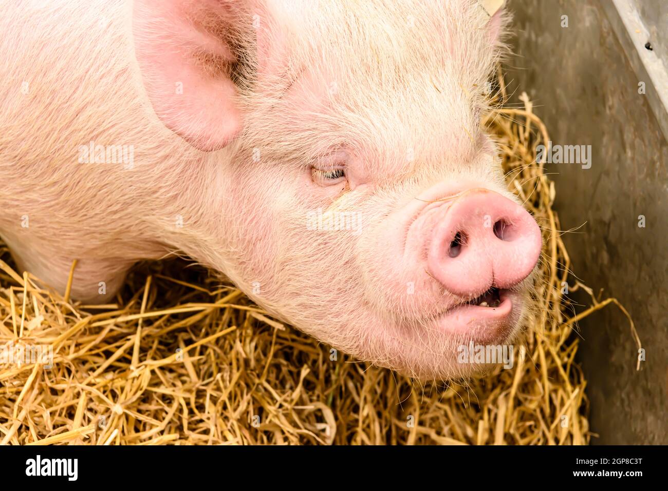 Nase eines Yorkshire, oder English Large White, Schweins Stockfoto