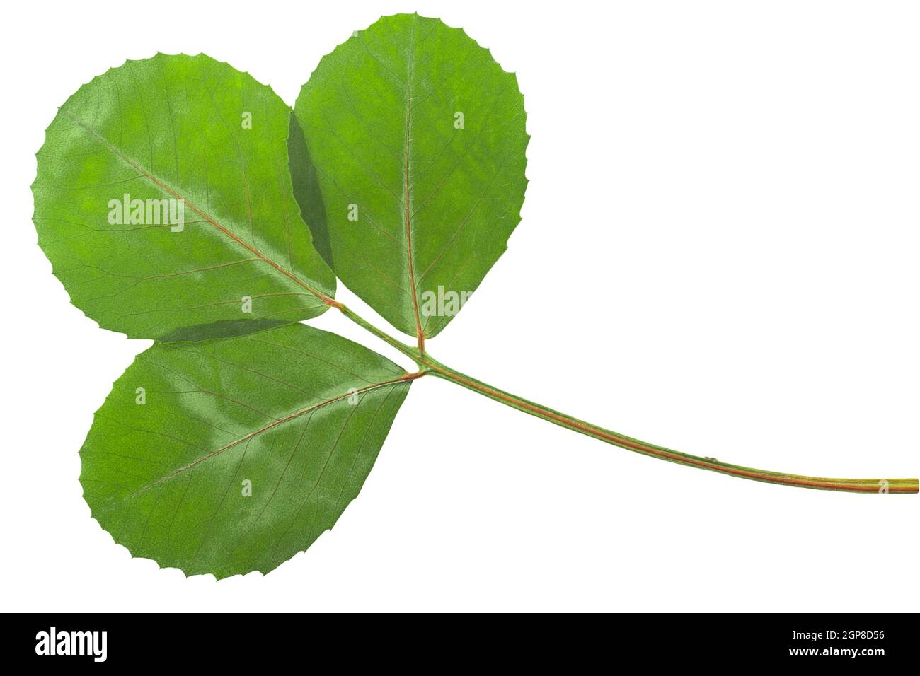 Getrocknete abgeflachte Bockshornklee-Blätter (Trigonella foenum-graecum), isoliert, Draufsicht Stockfoto