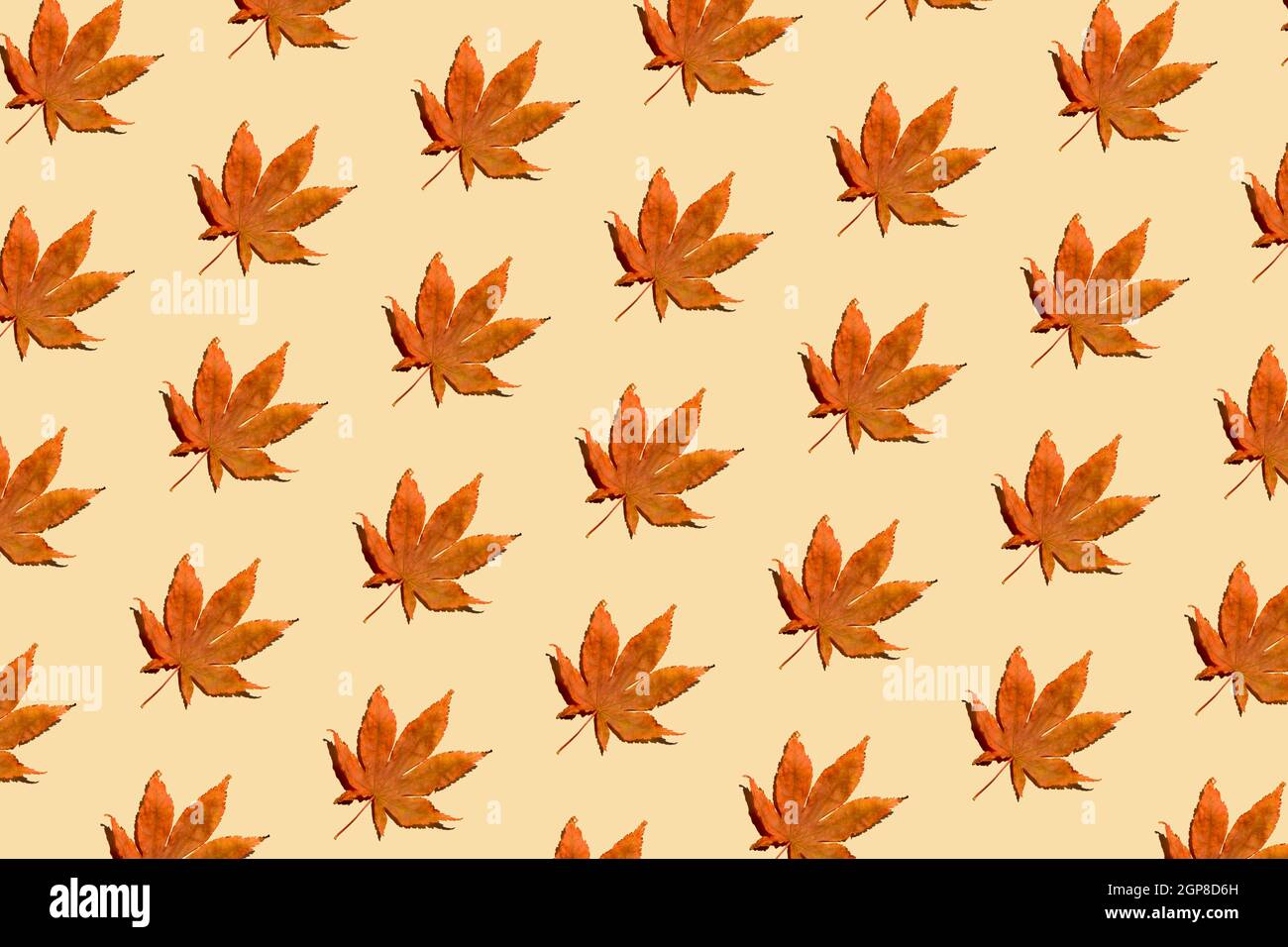Herbstlaub-Muster auf pastellbeigem Hintergrund. Kreatives Layout der Draufsicht. Flach liegend. Minimales abstraktes Herbst- und saisonspezifisches Konzept. Stockfoto