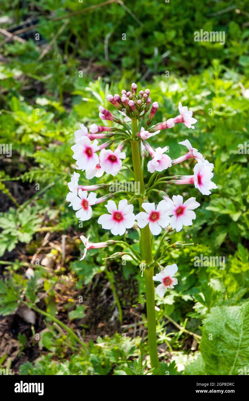 Candelabra Primula, die in einem schattigen Moorgarten wächst eine krautige, mehrjährige Blüte, die im späten Frühling und Sommer halb immergrün oder milchig ist Stockfoto