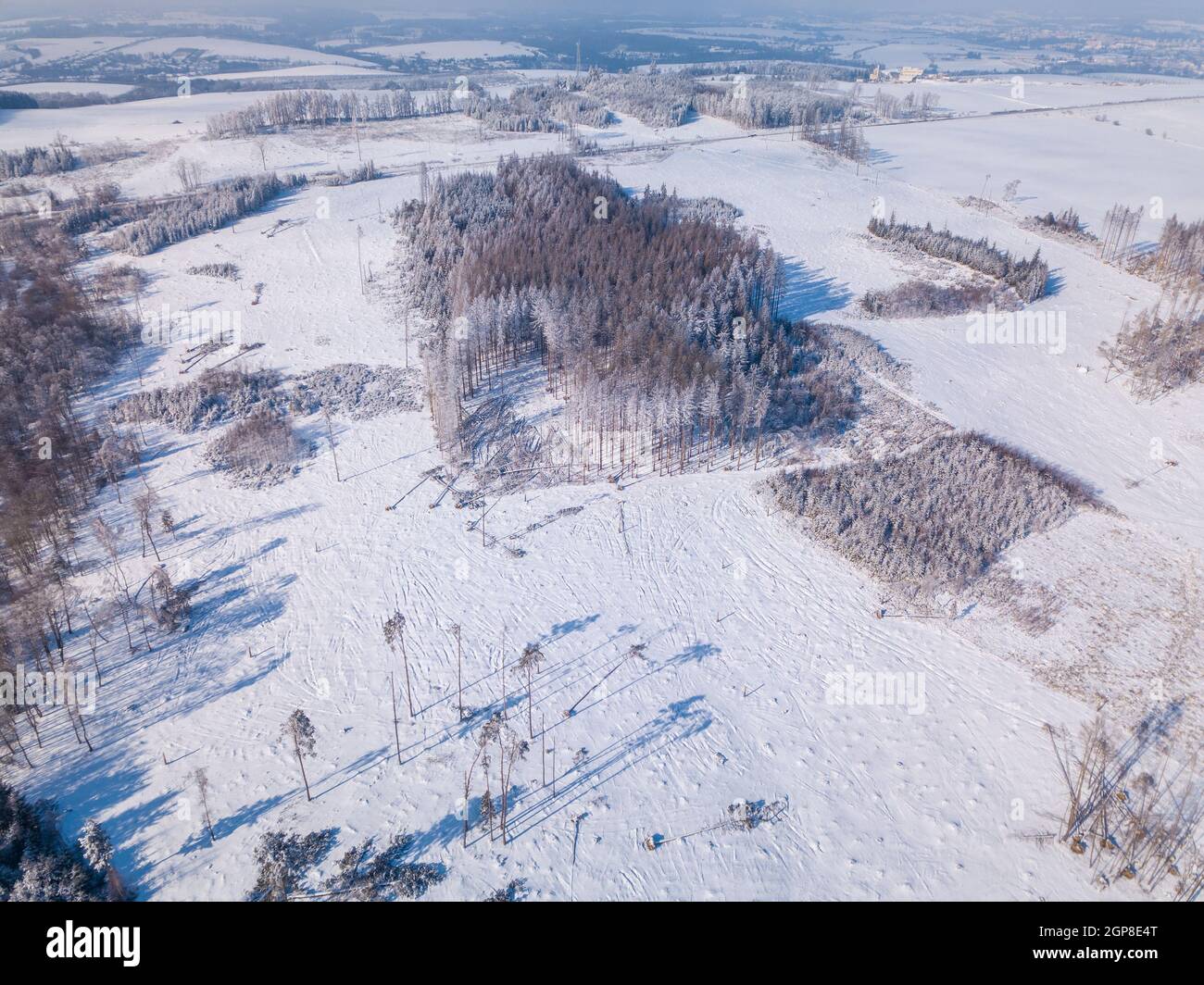 Luftaufnahme von Fichte in entwaldeten Landschaft, natürliche Katastrophe Rinde Käfer Angriff, Winter Thema. Tschechische Republik, Vysocina Region Hochland Stockfoto