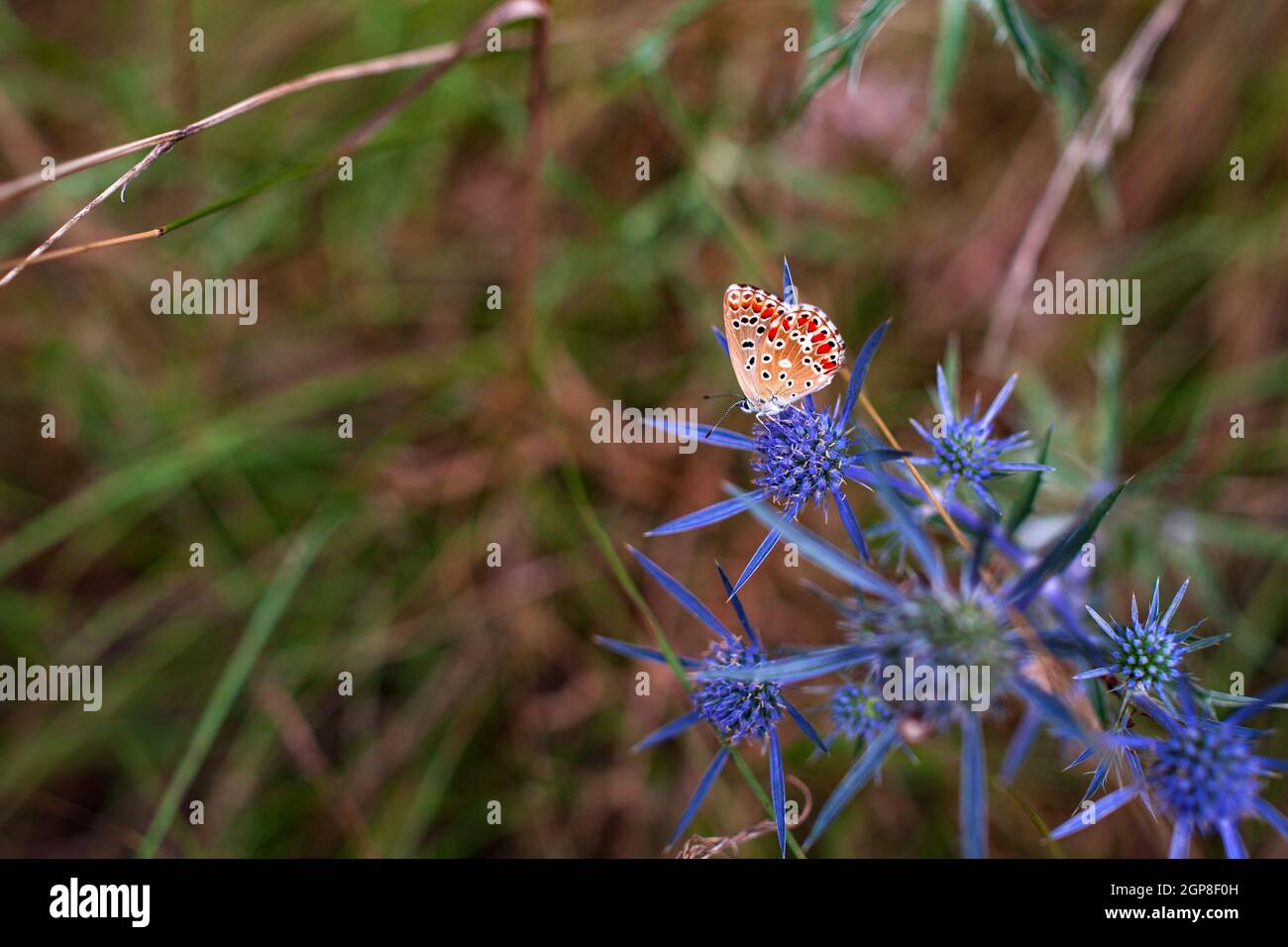 Schmetterling auf Eryngium Amethystinum, auch Amethyst-Eryngo oder italienischer Eryngo oder Amethyst-Seetauchling genannt Stockfoto