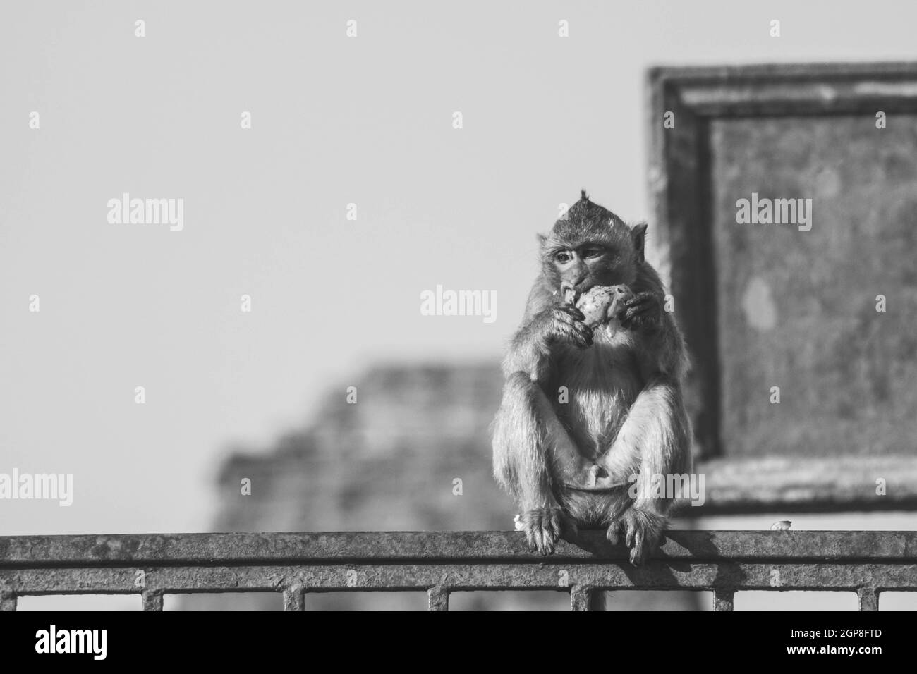 Affe vor der alten Pagodenarchitektur Wat Phra Prang Sam Yot Tempel, Lopburi, Thailand. Affe, der Obst in den Ruinen von Lopburi isst, Stockfoto
