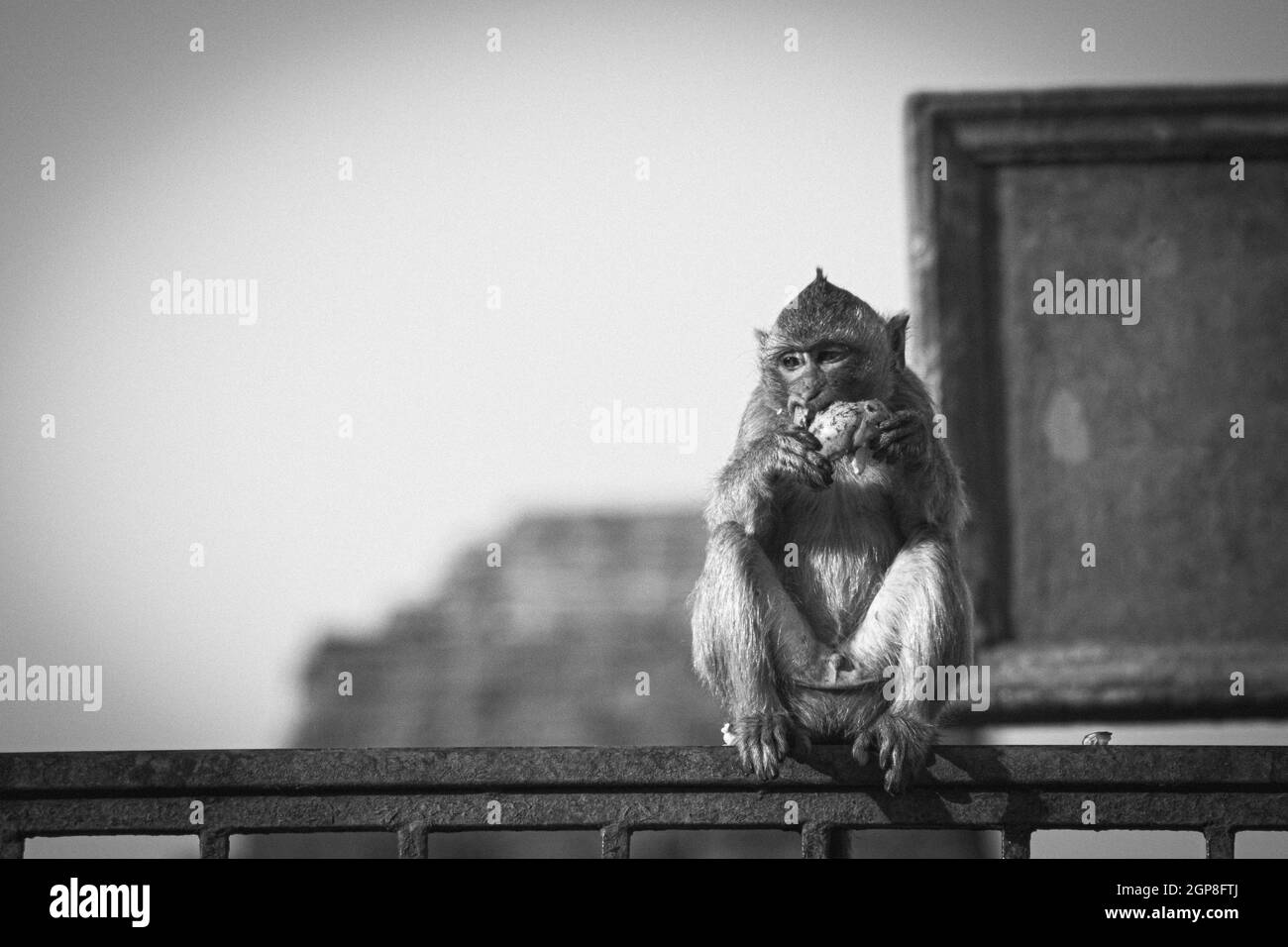 Affe vor der alten Pagodenarchitektur Wat Phra Prang Sam Yot Tempel, Lopburi, Thailand. Affe, der Obst in den Ruinen von Lopburi isst, Stockfoto