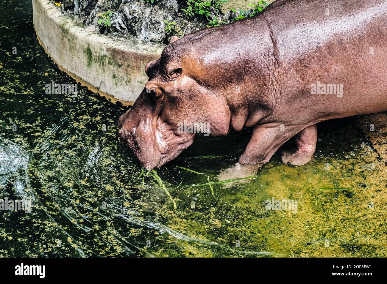 Nilpferdjunges wasser Fotos und Bildmaterial in hoher Auflösung Alamy