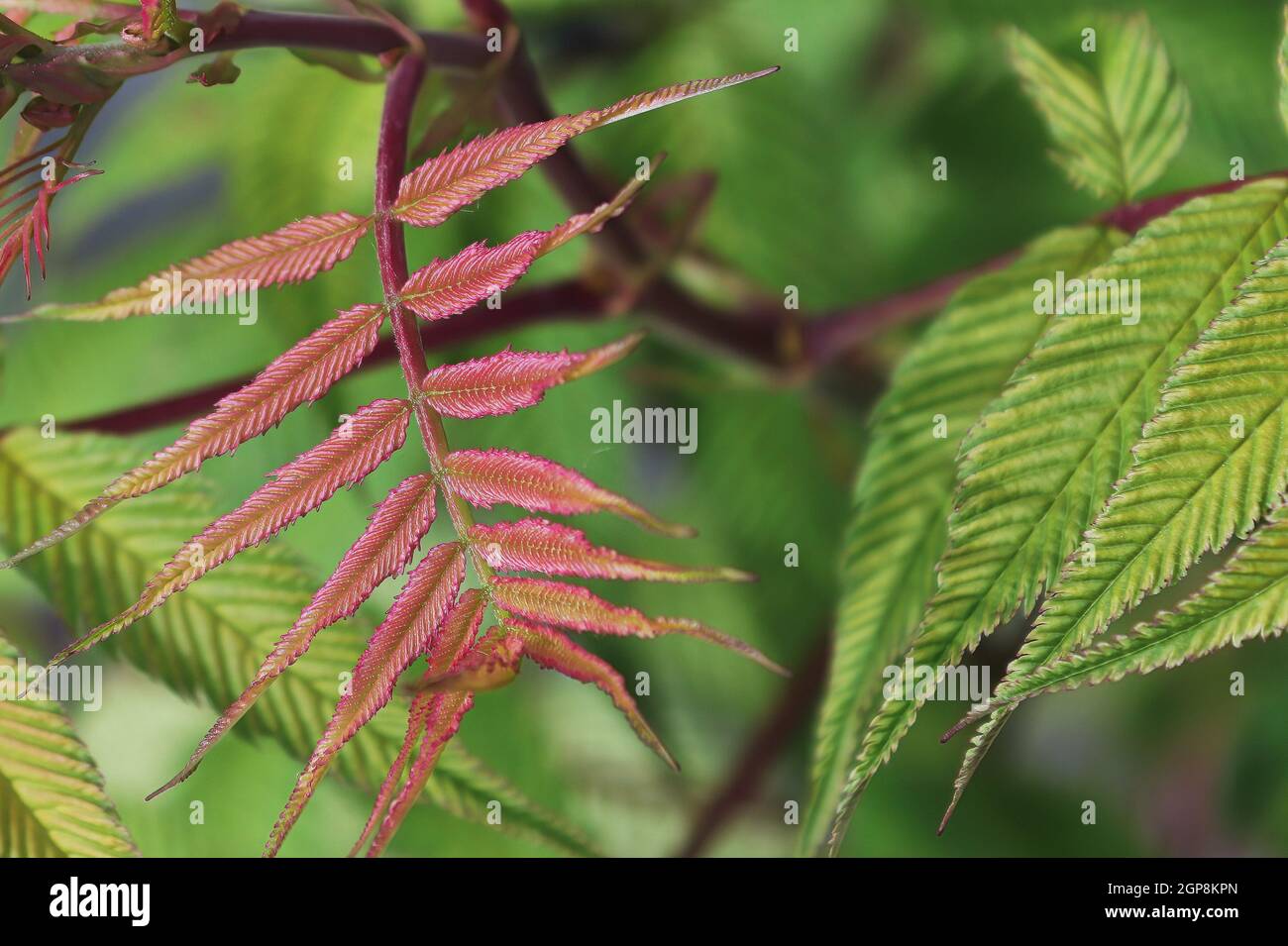 Rote und grüne detailreiche Blätter auf einer falschen Spirea. Stockfoto