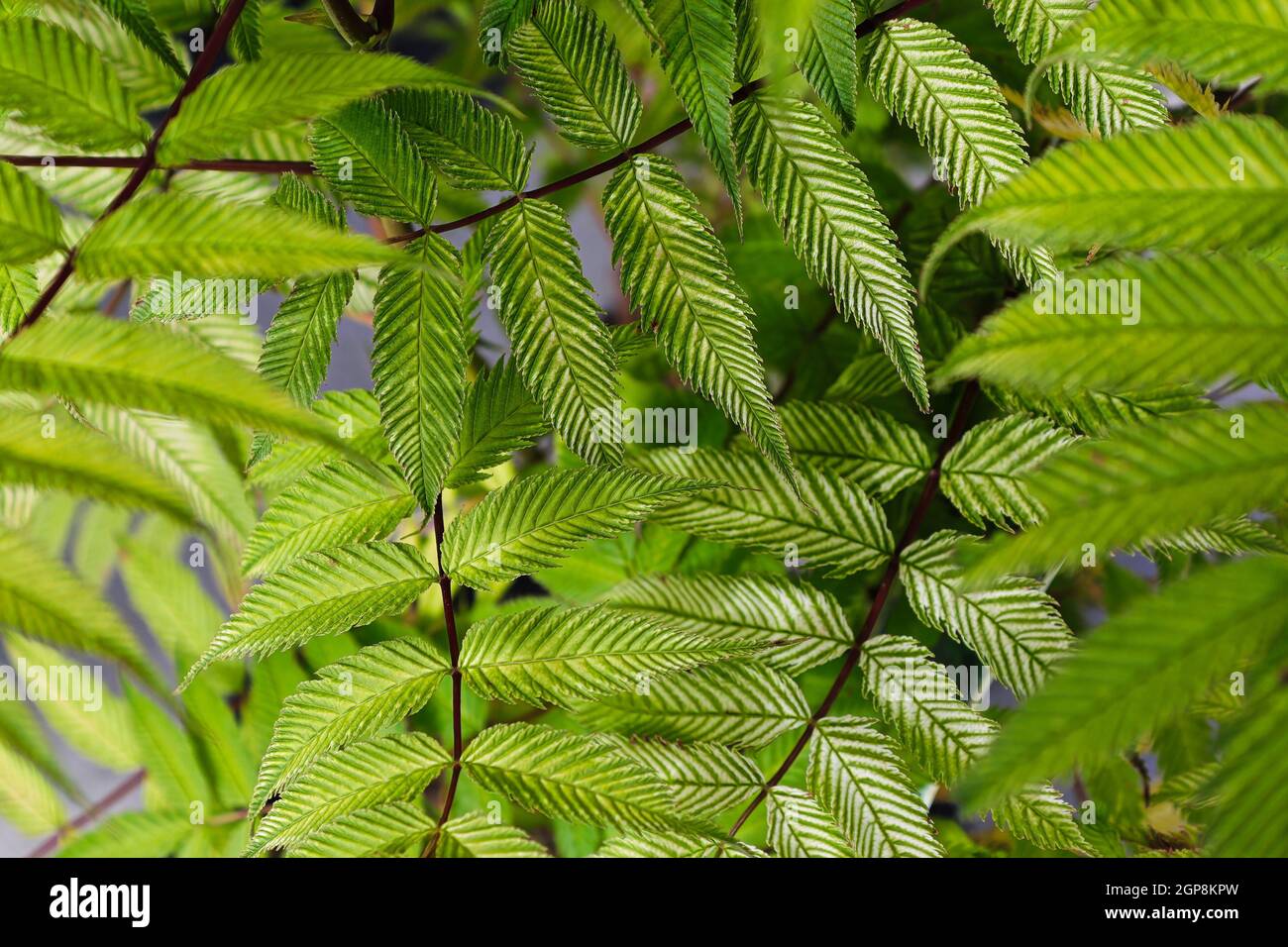 Makro der Adern Streifen auf einer Sem-Esche-Blattspirea. Stockfoto