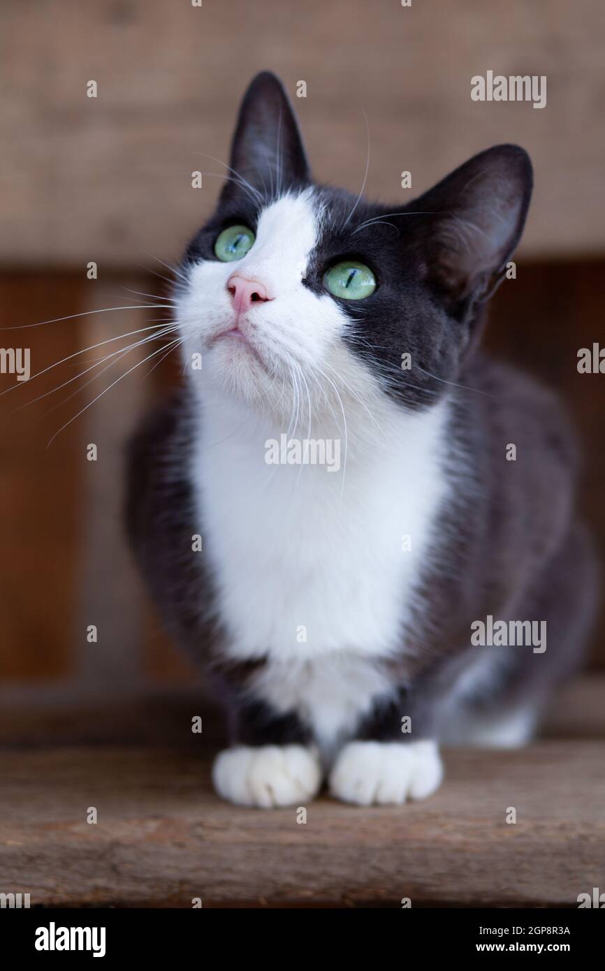 Dunkel-rauchige weißreihige kurzhaarige Katze, die draußen im Sommerdorf nach oben blickt Vor dem Hintergrund eines Schuppen Stockfoto