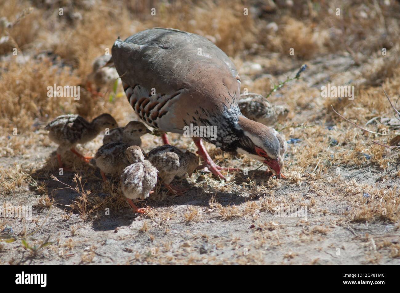 Weibchen und Küken von rotbeinigen Rebhühnern Alectoris rufa auf der Suche nach Nahrung. Naturschutzgebiet von Inagua. Tejeda. Gran Canaria. Kanarische Inseln. Spanien. Stockfoto