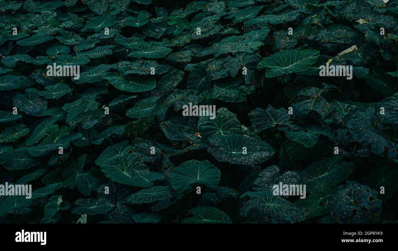 Das Colocasia Blatt Elefantenohr Taro cocoyam dasheen Süßwasser tropft auf einem grünen Colocasia esculenta Blatt Aquatilis und Tropfen Tau am Morgen. Stockfoto
