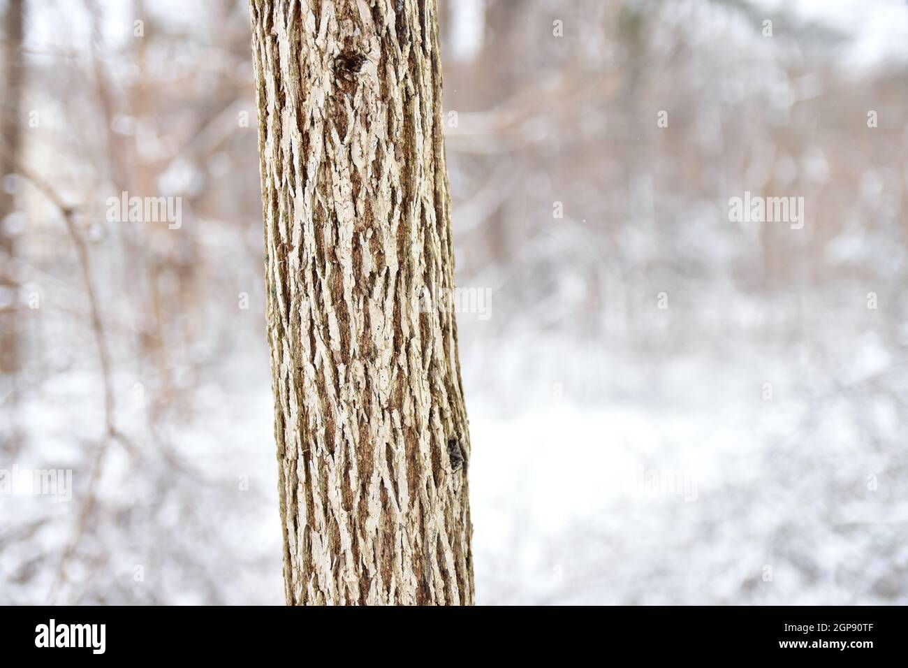 Ein Baumstamm mit tief gerillter Rinde steht mit einem verschneiten Wald im Hintergrund. Speicherplatz kopieren. Stockfoto