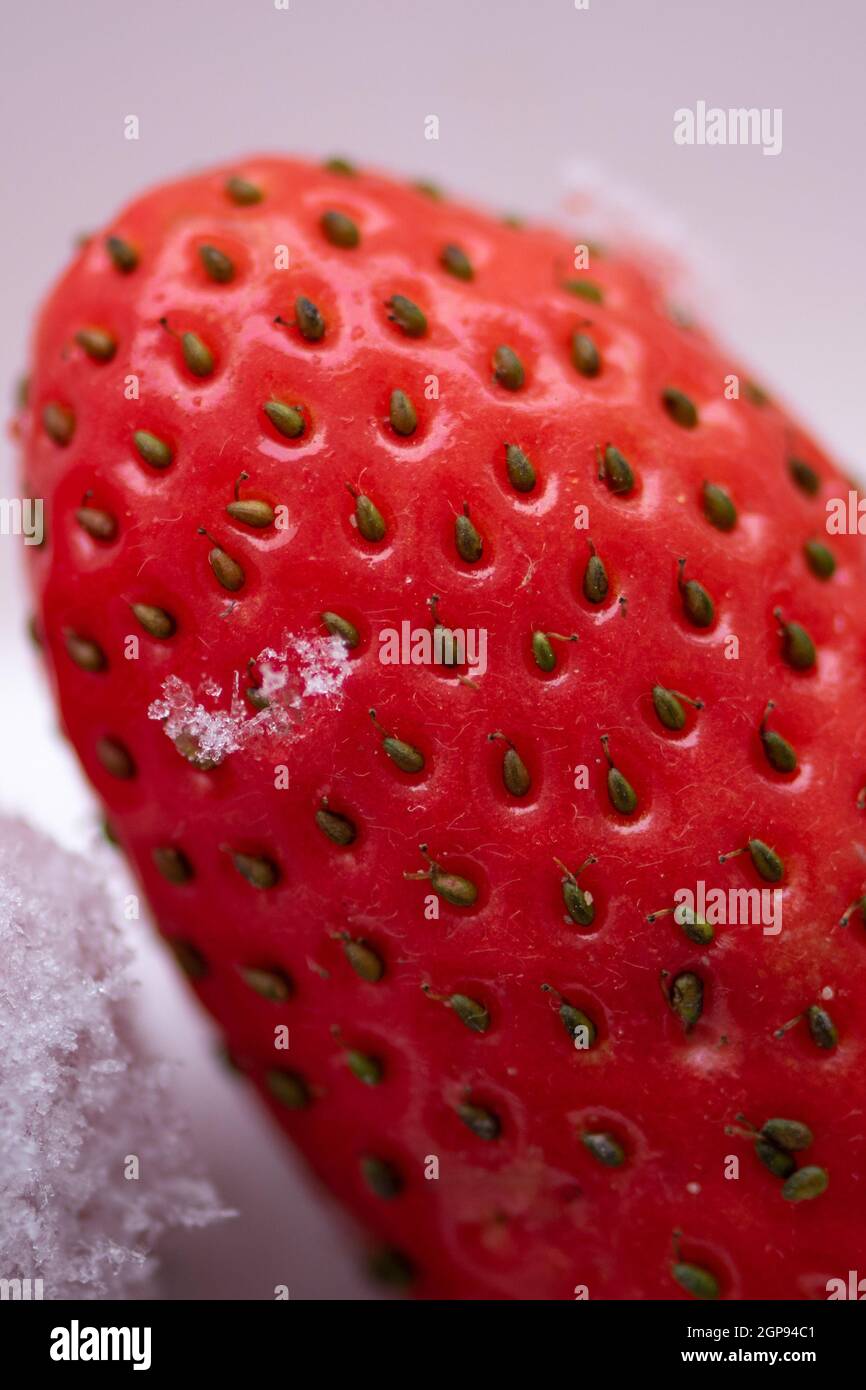 Makroansicht der Samen der reifen roten Erdbeere und ein Stück Eis darauf auf weißem Hintergrund Stockfoto