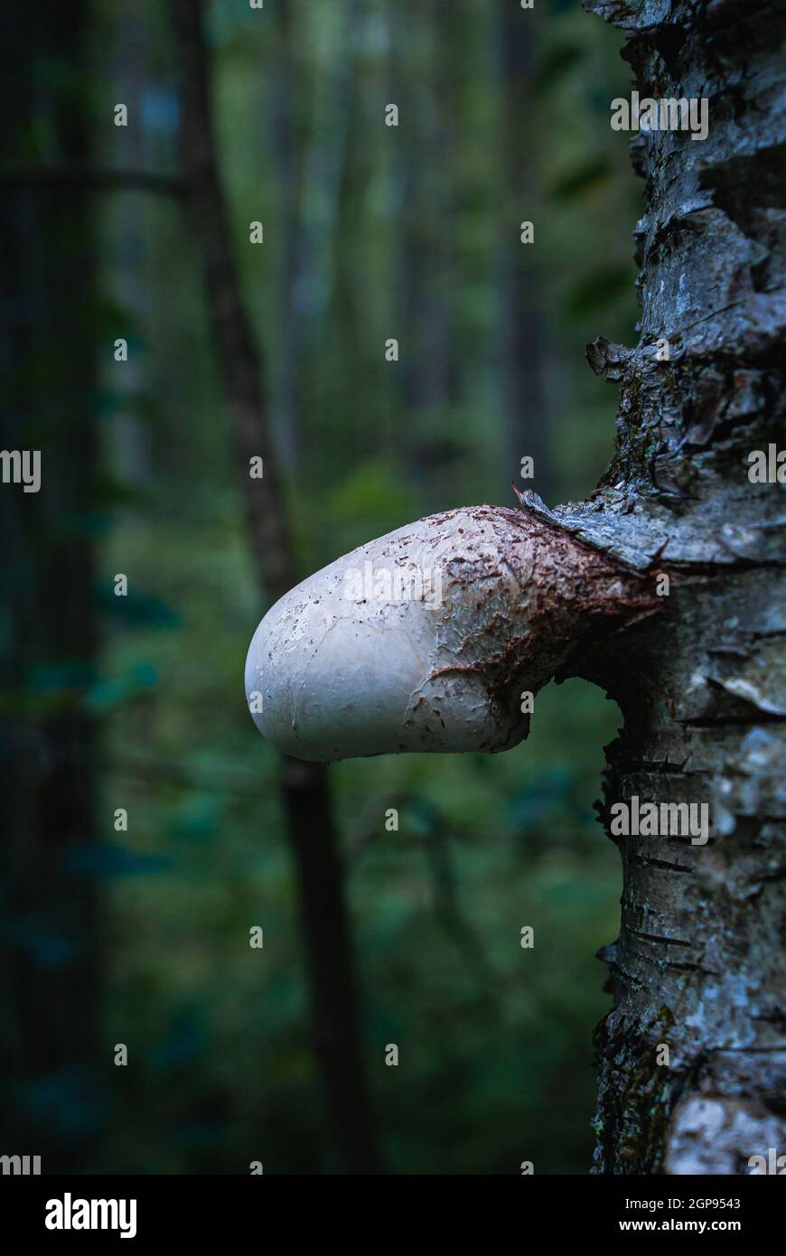 Flacher Fokus eines weißen Pilzes, der an einem sonnigen Tag aus einem Baumstamm im Wald herauskommt Stockfoto