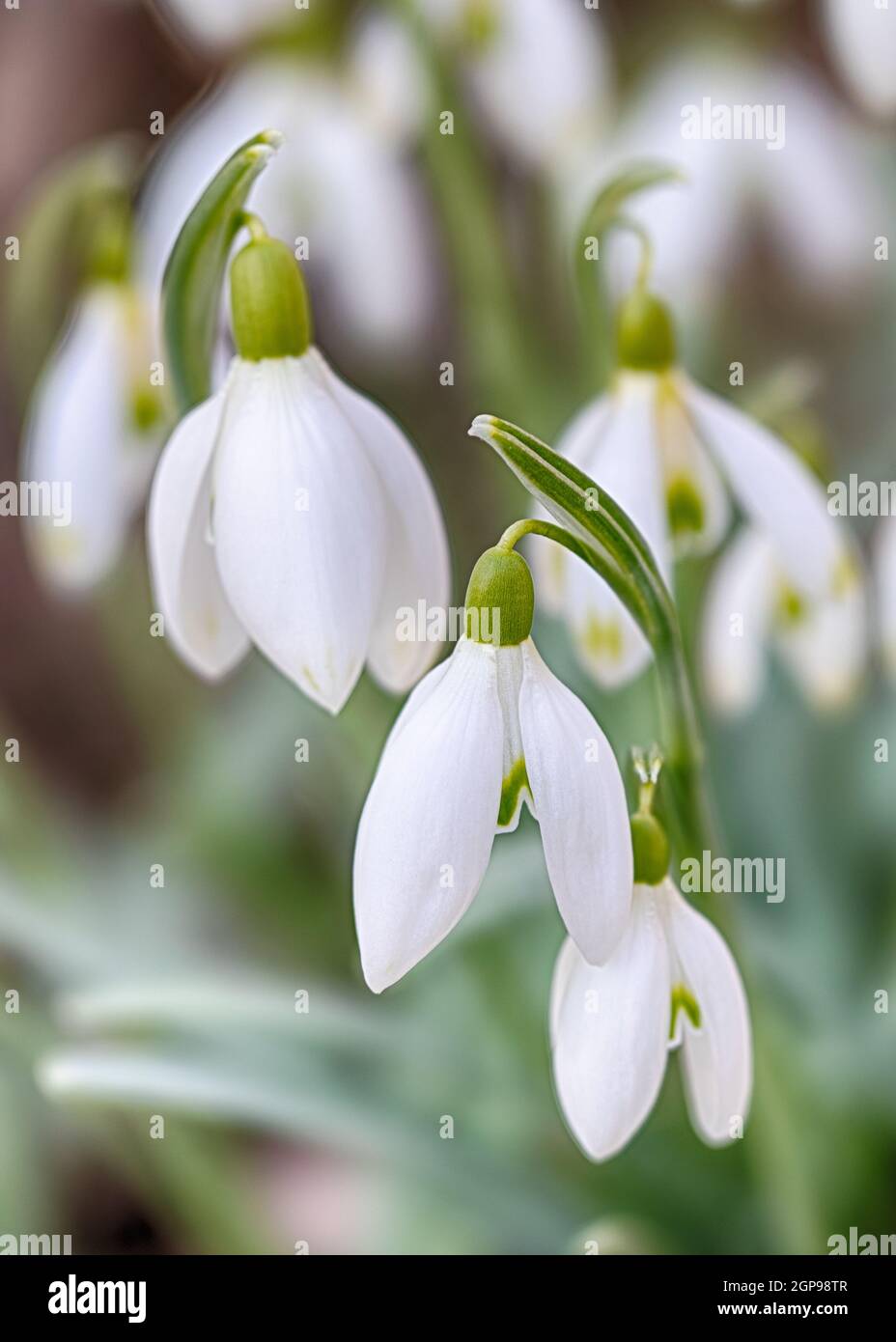 Weiße, zarte Blume, Primrose, Schneeglöss. Galanthus nivalis blüht. Konzept des Frühlings und das Aufwachen der Natur Stockfoto
