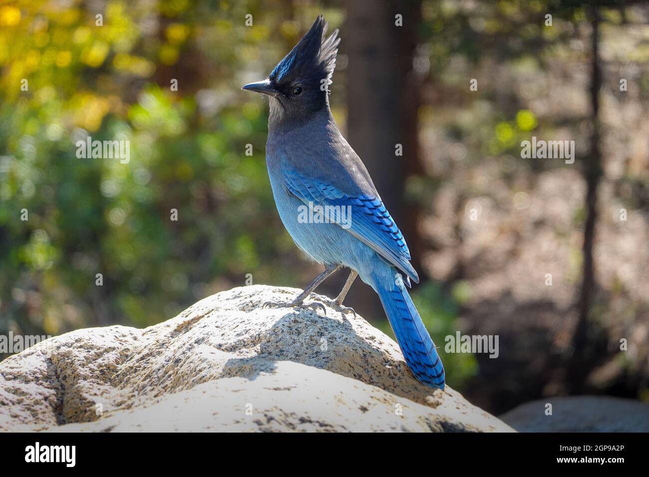 Steller's Jay Vogel steht auf einem Felsen im Inyo National Forest, Kalifornien, USA Stockfoto