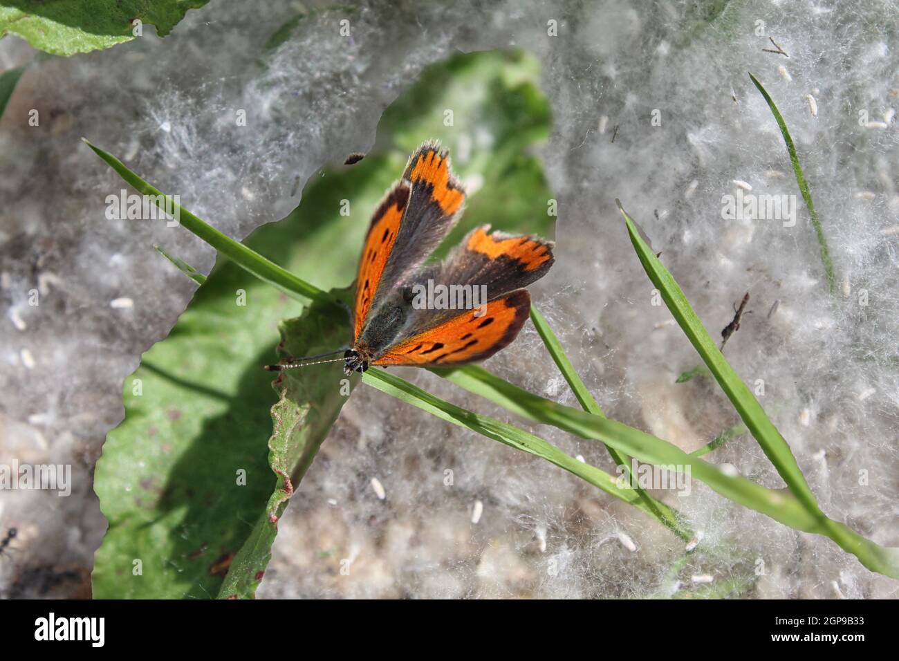 Schmetterling auf Gras und Pappelflocken Stockfoto