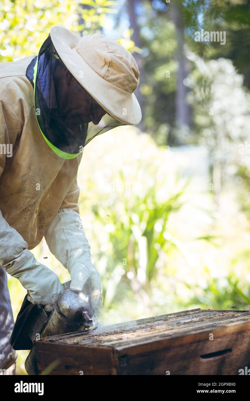 Kaukasischer älterer Mann in Imkeruniform, der versucht, Bienen mit Rauch zu beruhigen Stockfoto