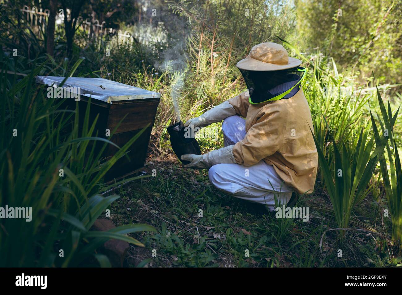 Kaukasischer älterer Mann in Imkeruniform, der versucht, Bienen mit Rauch zu beruhigen Stockfoto