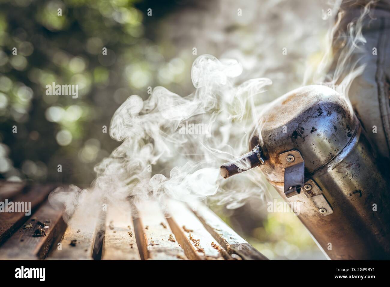 Hände eines kaukasischen älteren Mannes in Imkeruniform, der versucht, die Bienen mit Rauch zu beruhigen Stockfoto