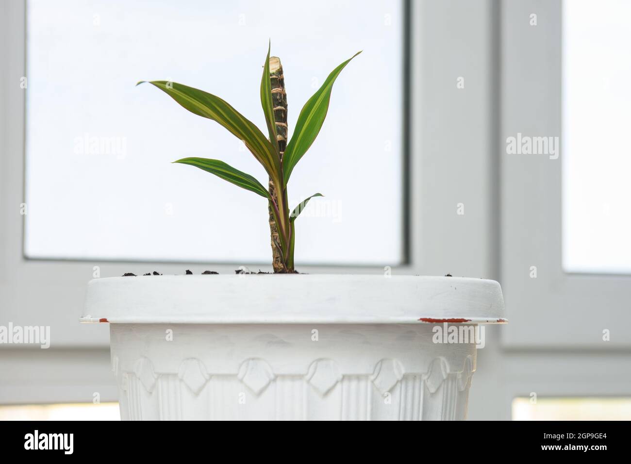 Keimling einer Pflanze Cordilina Nahaufnahme in einem Topf auf Ein Hintergrund eines Fensters Stockfoto