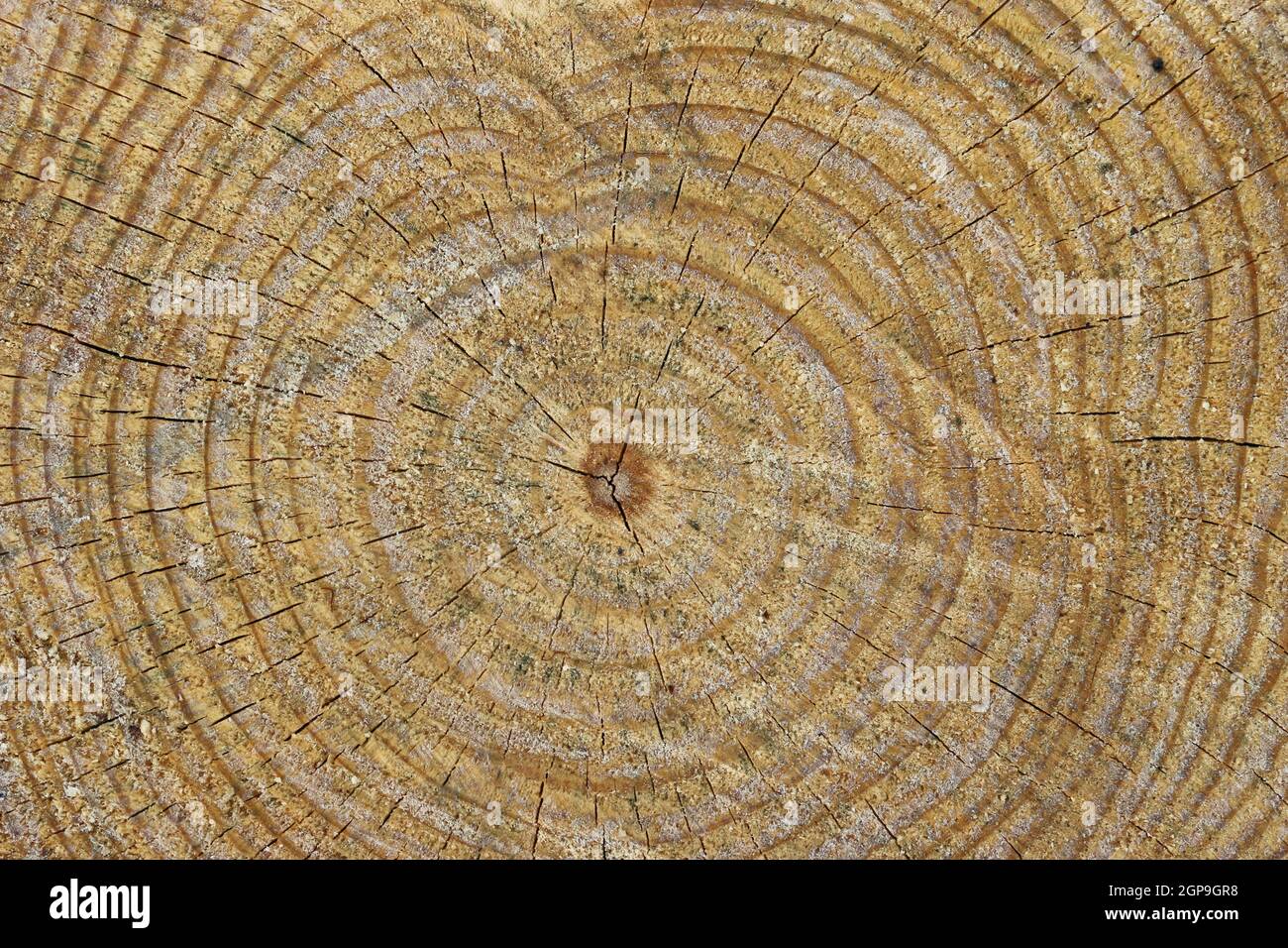 Querschnitt eines geschnittenen Trockenbaums mit dunklen Jahresringen, Splitten und Knoten ohne Hintergrund. Stockfoto