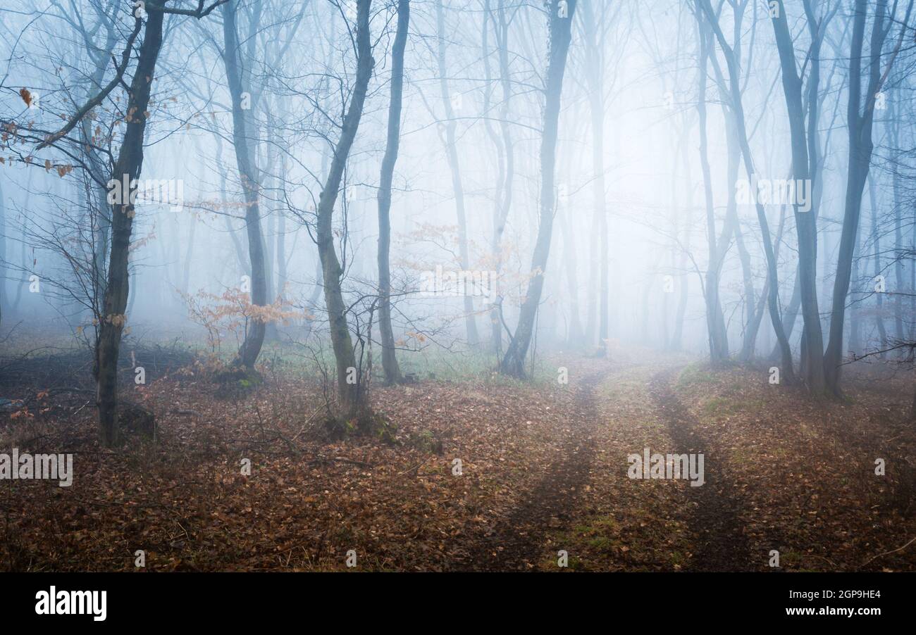 Nebelwald mit Pfad im Winter Stockfoto